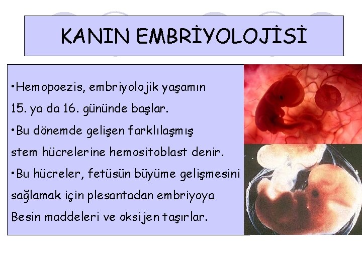 KANIN EMBRİYOLOJİSİ • Hemopoezis, embriyolojik yaşamın 15. ya da 16. gününde başlar. • Bu