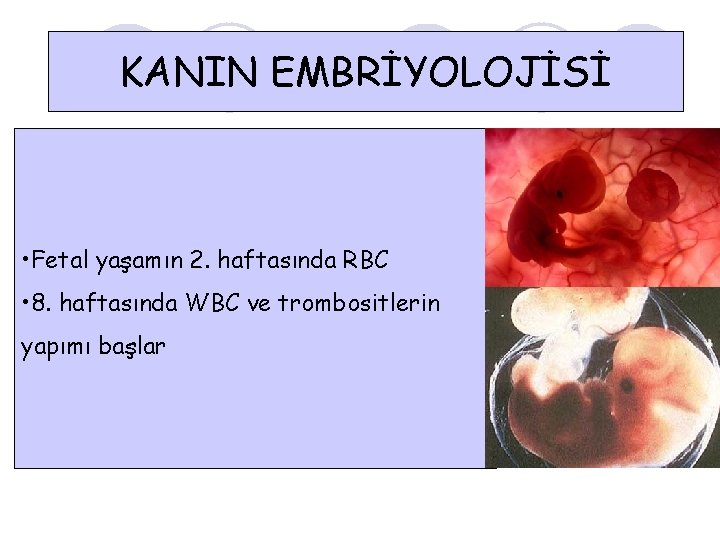 KANIN EMBRİYOLOJİSİ • Fetal yaşamın 2. haftasında RBC • 8. haftasında WBC ve trombositlerin