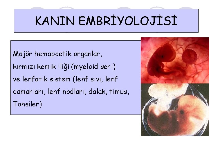 KANIN EMBRİYOLOJİSİ Majör hemapoetik organlar, kırmızı kemik iliği (myeloid seri) ve lenfatik sistem (lenf