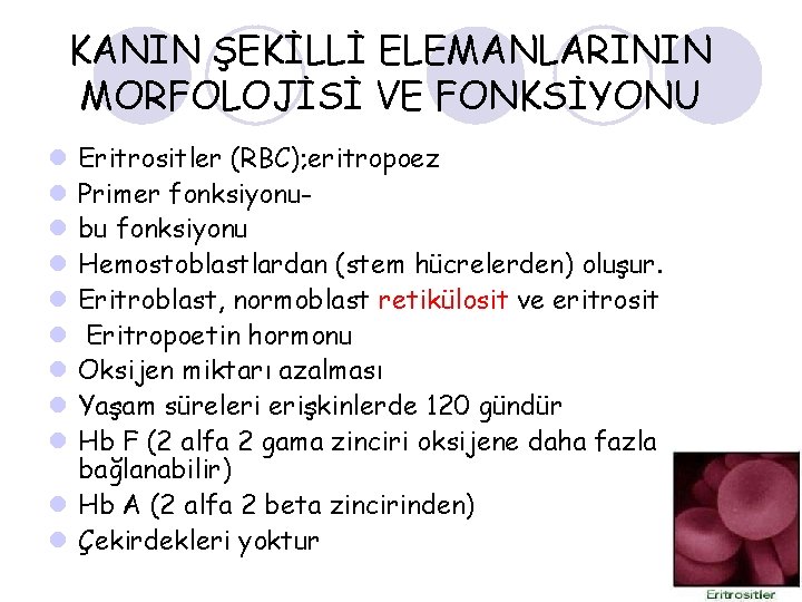KANIN ŞEKİLLİ ELEMANLARININ MORFOLOJİSİ VE FONKSİYONU Eritrositler (RBC); eritropoez Primer fonksiyonubu fonksiyonu Hemostoblastlardan (stem