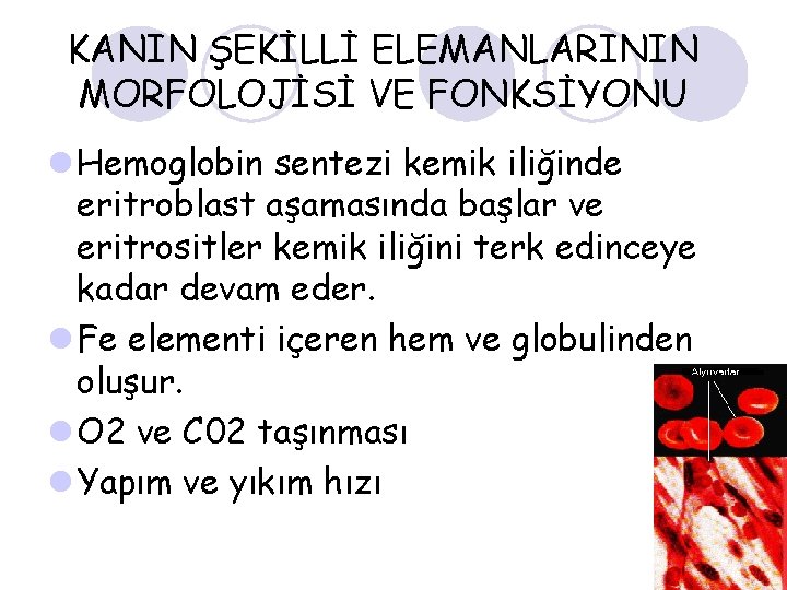 KANIN ŞEKİLLİ ELEMANLARININ MORFOLOJİSİ VE FONKSİYONU l Hemoglobin sentezi kemik iliğinde eritroblast aşamasında başlar