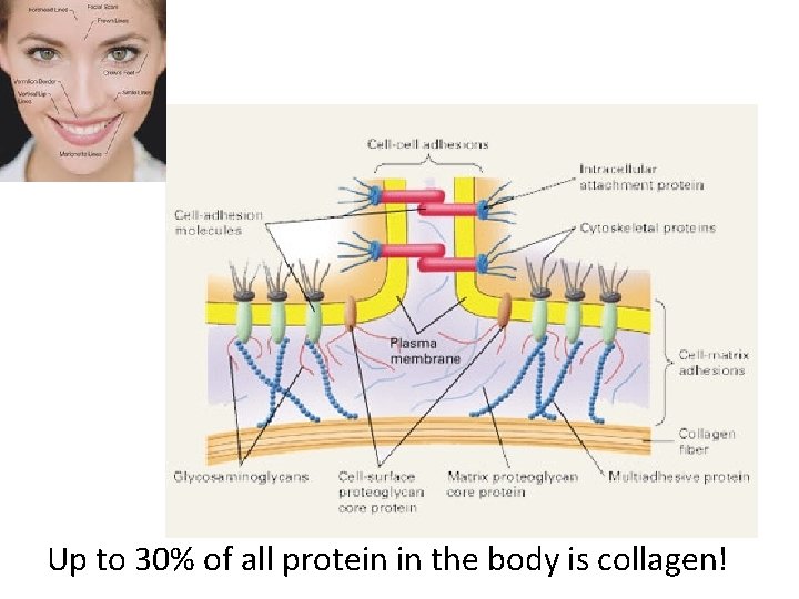 Up to 30% of all protein in the body is collagen! 