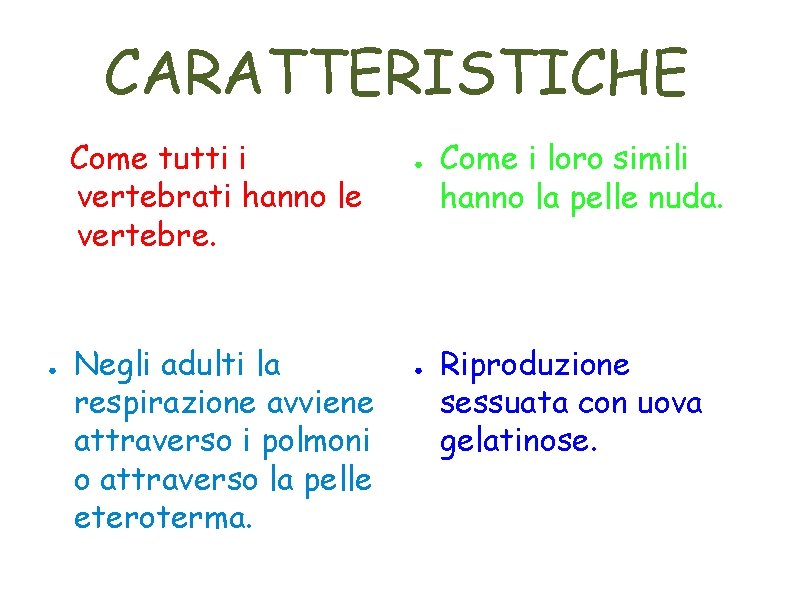 CARATTERISTICHE Come tutti i vertebrati hanno le vertebre. ● Negli adulti la respirazione avviene