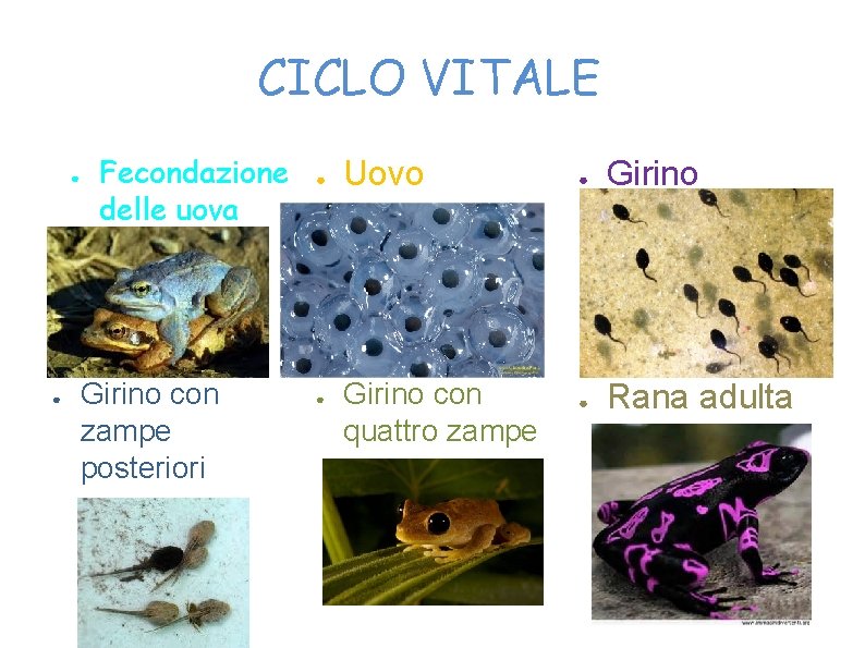 CICLO VITALE ● ● Fecondazione delle uova Girino con zampe posteriori ● ● Uovo