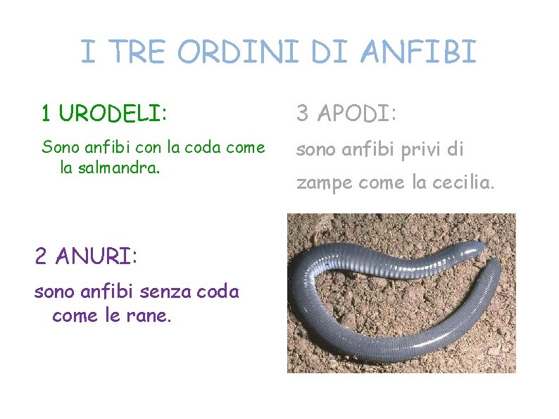 I TRE ORDINI DI ANFIBI 1 URODELI: 3 APODI: Sono anfibi con la coda