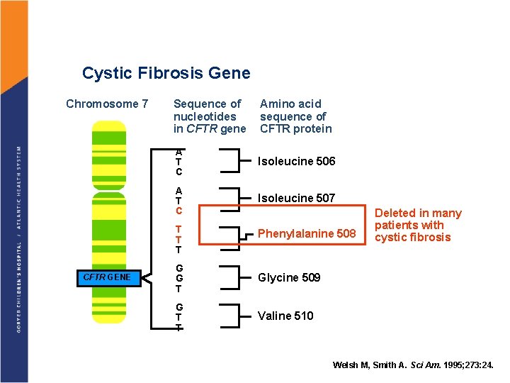 Cystic Fibrosis Gene Chromosome 7 Sequence of nucleotides in CFTR gene Amino acid sequence