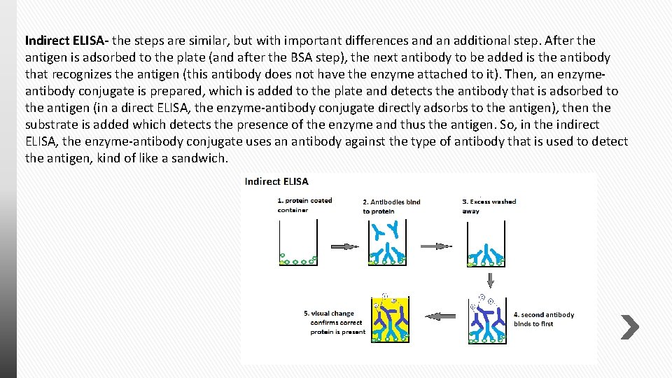 Indirect ELISA- the steps are similar, but with important differences and an additional step.