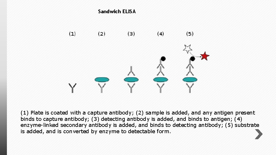 Sandwich ELISA (1) Plate is coated with a capture antibody; (2) sample is added,