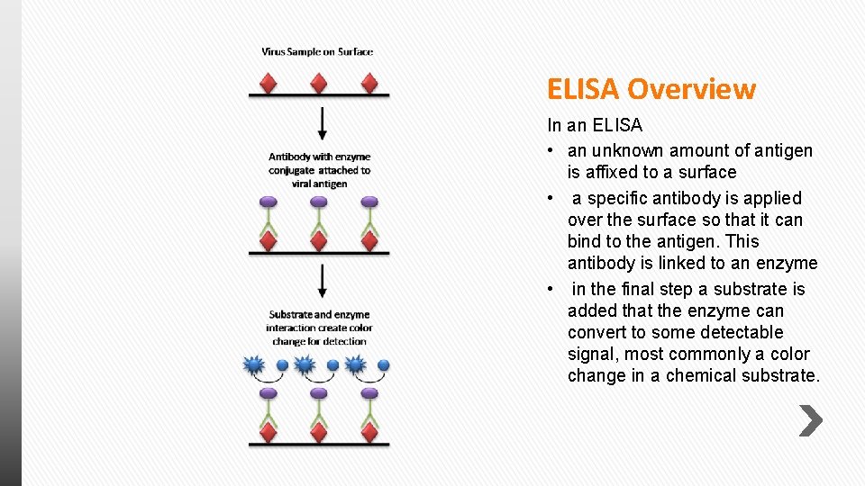 ELISA Overview In an ELISA • an unknown amount of antigen is affixed to