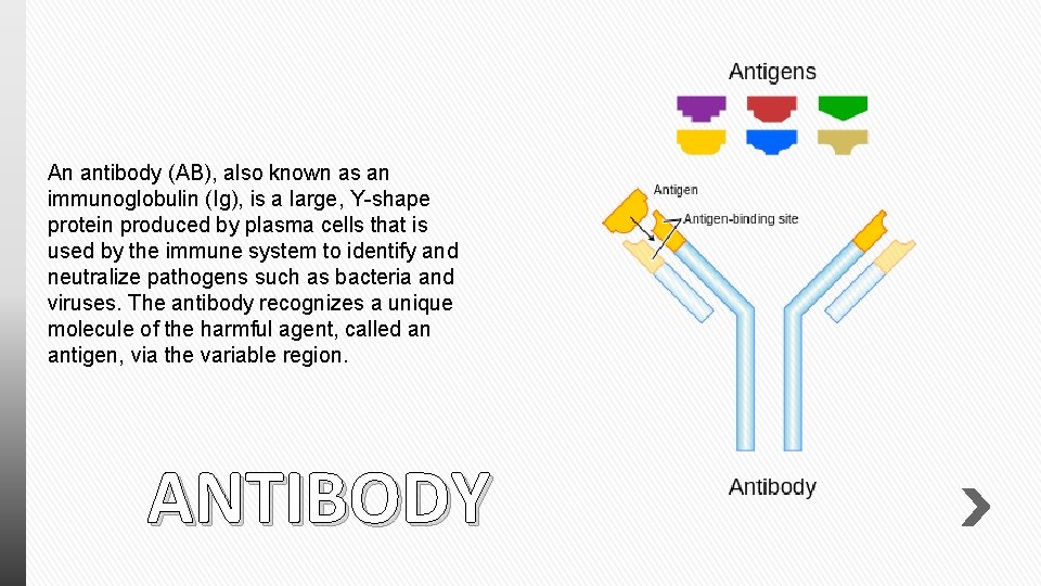 An antibody (AB), also known as an immunoglobulin (Ig), is a large, Y-shape protein