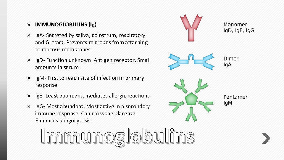 » IMMUNOGLOBULINS (Ig) » Ig. A- Secreted by saliva, colostrum, respiratory and GI tract.