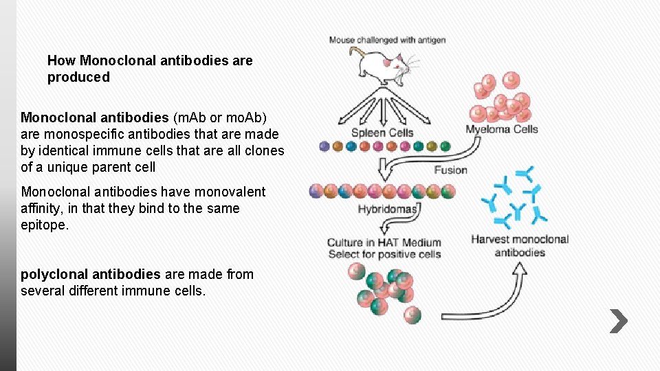 How Monoclonal antibodies are produced Monoclonal antibodies (m. Ab or mo. Ab) are monospecific