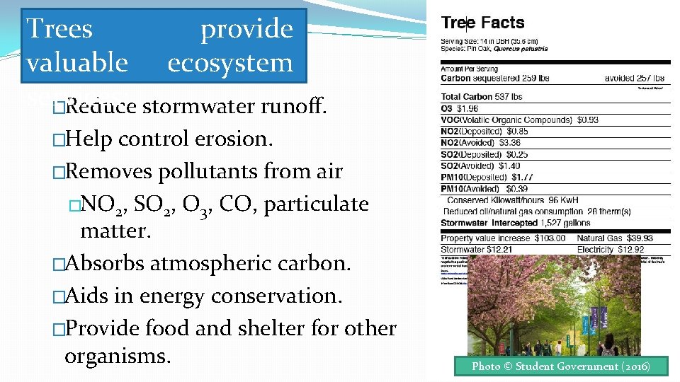 Trees provide valuable ecosystem services: �Reduce stormwater runoff. �Help control erosion. �Removes pollutants from