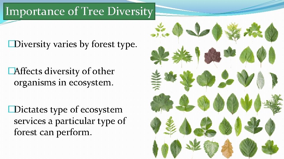 Importance of Tree Diversity �Diversity varies by forest type. �Affects diversity of other organisms