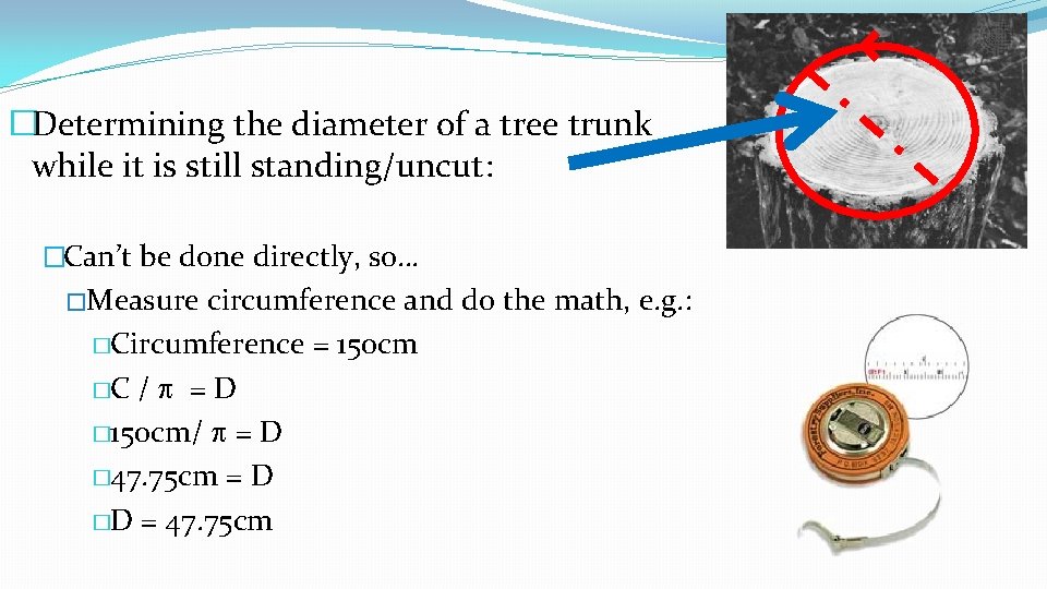 �Determining the diameter of a tree trunk while it is still standing/uncut: �Can’t be