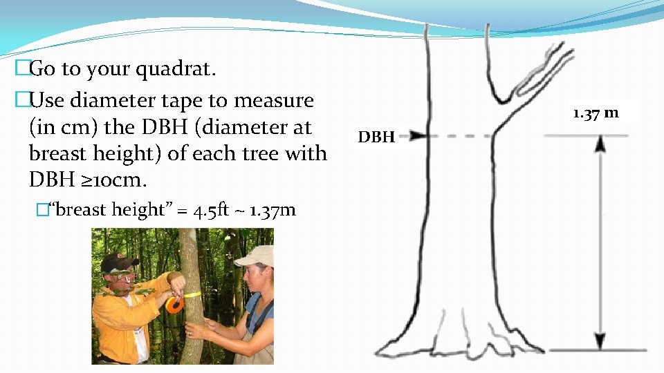 �Go to your quadrat. �Use diameter tape to measure (in cm) the DBH (diameter