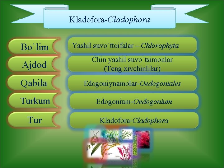 Kladofora-Cladophora Bo`lim Yashil suvo`ttoifalar – Chlorophyta Ajdod Chin yashil suvo`tsimonlar (Teng xivchinlilar) Qabila Edogoniynamolar-Oedogoniales