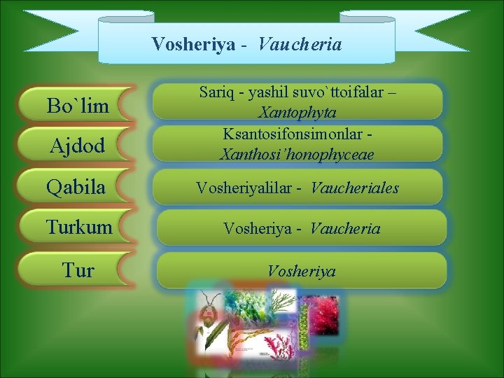 Vosheriya - Vaucheria Ajdod Sariq - yashil suvo`ttoifalar – Xantophyta Ksantosifonsimonlar Xanthosi’honophyceae Qabila Vosheriyalilar