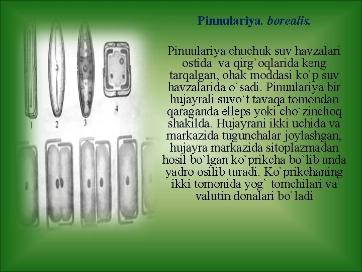 Pinnulariya. borealis. Pinuulariya chuchuk suv havzalari ostida va qirg`oqlarida keng tarqalgan, ohak moddasi ko`p