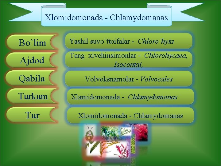 Xlomidomonada - Chlamydomanas Bo`lim Yashil suvo`ttoifalar - Chloro’hyta Ajdod Teng xivchinsimonlar - Chlorohycaea, Isocontai,