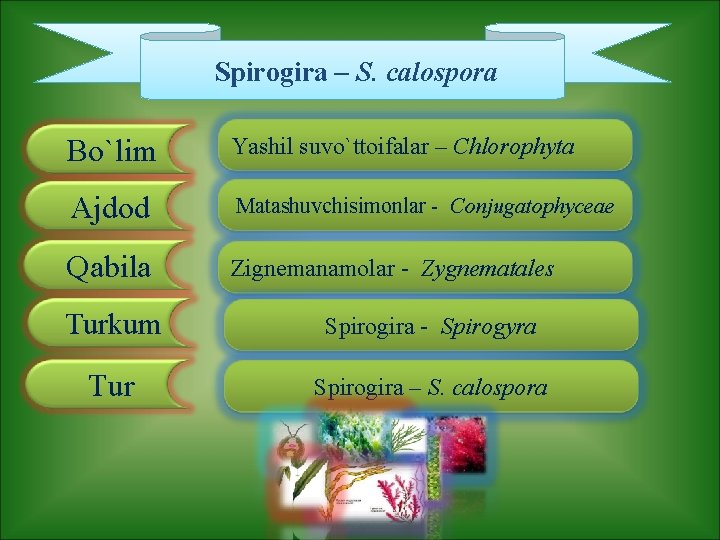 Spirogira – S. calospora Bo`lim Yashil suvo`ttoifalar – Chlorophyta Ajdod Matashuvchisimonlar - Conjugatophyceae Qabila