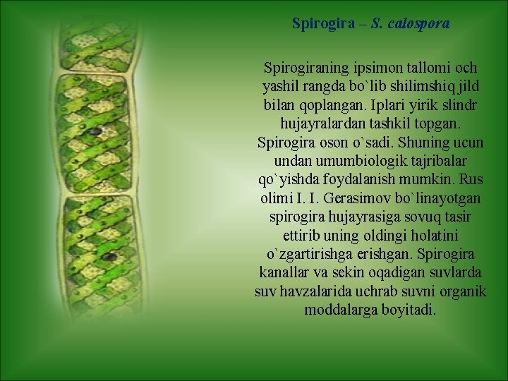 Spirogira – S. calospora Spirogiraning ipsimon tallomi och yashil rangda bo`lib shilimshiq jild bilan