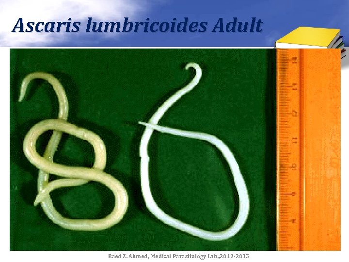 Ascaris lumbricoides Adult Raed Z. Ahmed, Medical Parasitology Lab. , 2012 -2013 