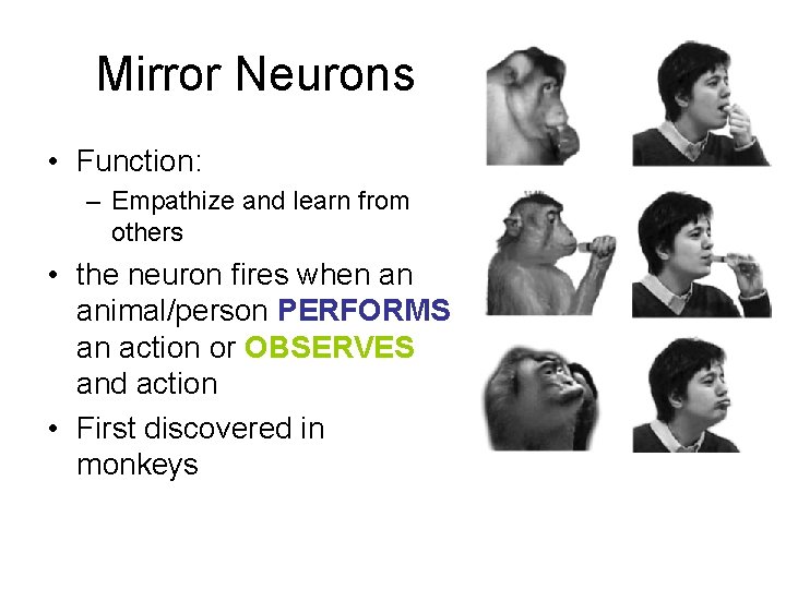 Mirror Neurons • Function: – Empathize and learn from others • the neuron fires