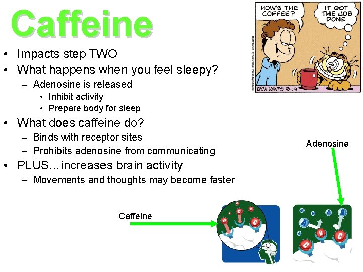 Caffeine • Impacts step TWO • What happens when you feel sleepy? – Adenosine