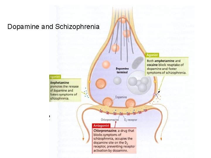 Dopamine and Schizophrenia 