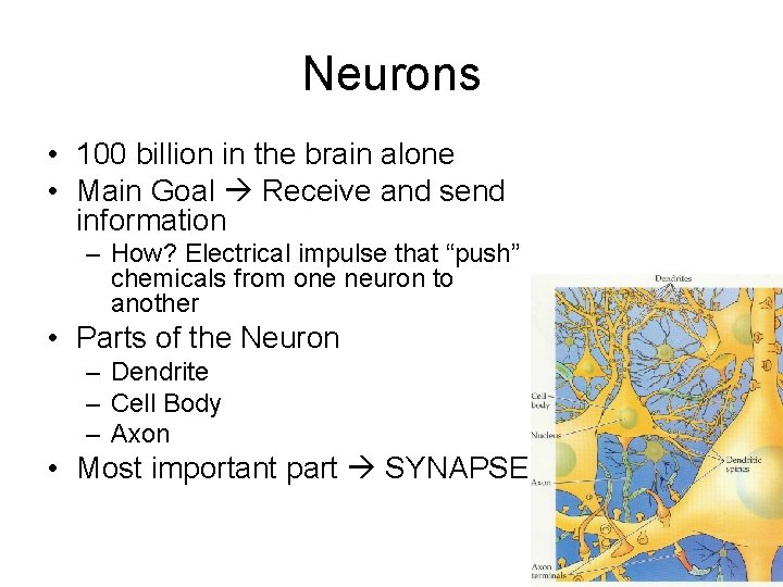Neurons • 100 billion in the brain alone • Main Goal Receive and send