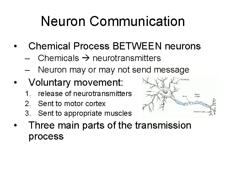 Neuron Communication • Chemical Process BETWEEN neurons – Chemicals neurotransmitters – Neuron may or