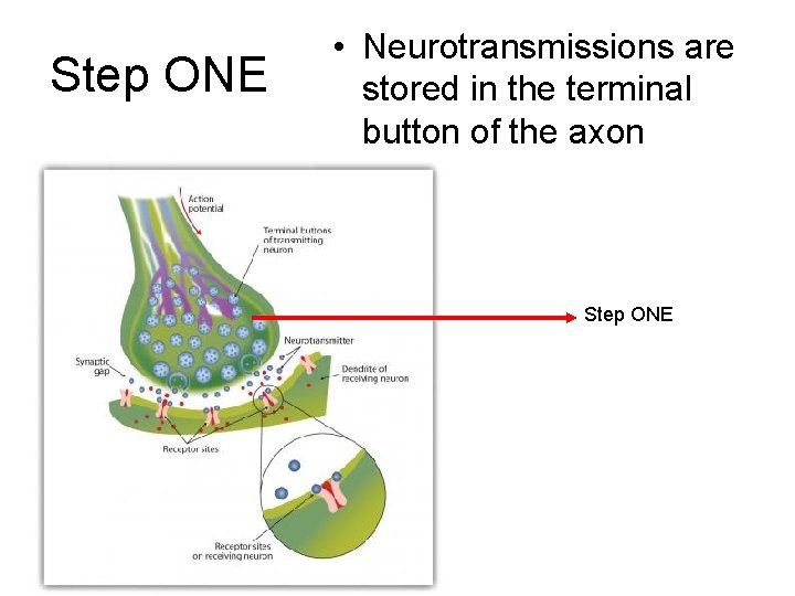 Step ONE • Neurotransmissions are stored in the terminal button of the axon Step