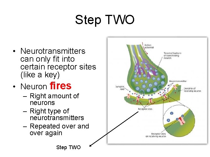 Step TWO • Neurotransmitters can only fit into certain receptor sites (like a key)