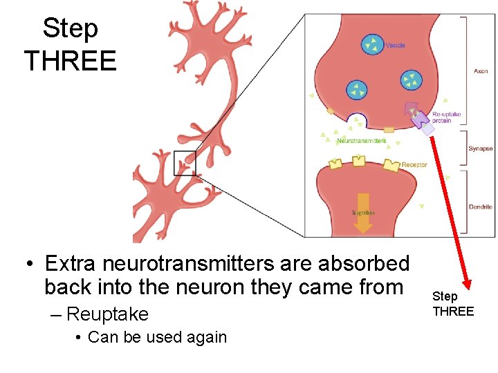 Step THREE • Extra neurotransmitters are absorbed back into the neuron they came from