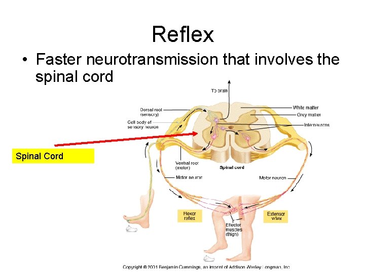 Reflex • Faster neurotransmission that involves the spinal cord Spinal Cord 