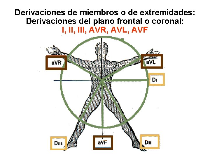 Derivaciones de miembros o de extremidades: Derivaciones del plano frontal o coronal: I, III,