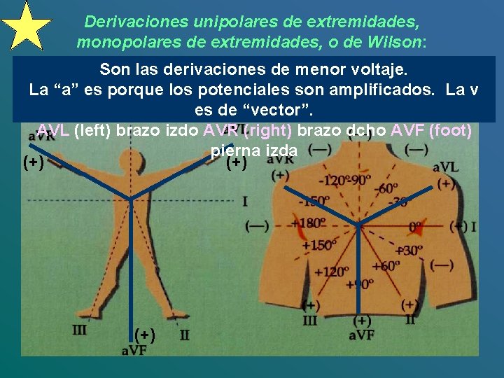 Derivaciones unipolares de extremidades, monopolares de extremidades, o de Wilson: Son las derivaciones de