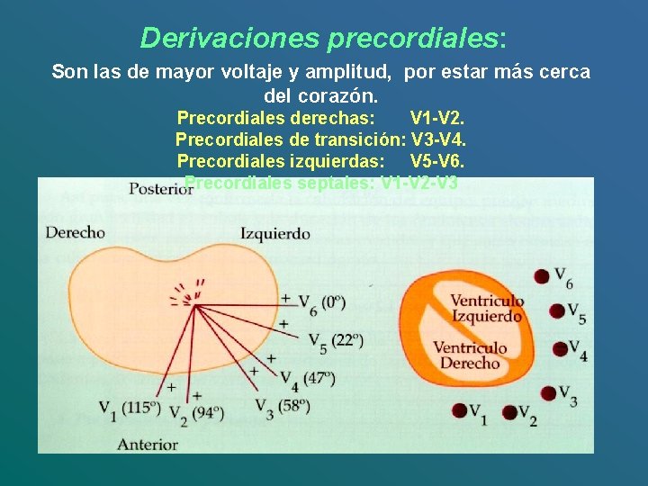 Derivaciones precordiales: Son las de mayor voltaje y amplitud, por estar más cerca del