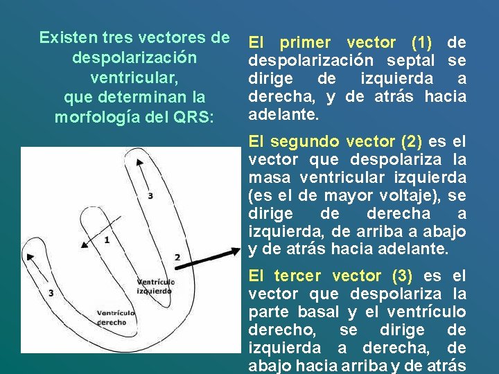 Existen tres vectores de despolarización ventricular, que determinan la morfología del QRS: El primer