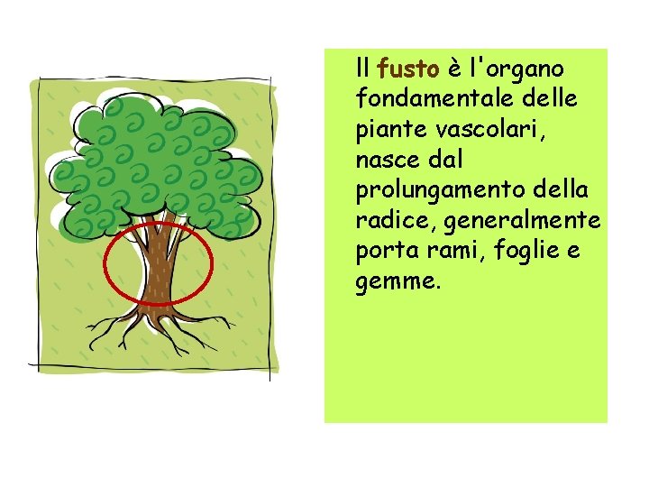 ll fusto è l'organo fondamentale delle piante vascolari, nasce dal prolungamento della radice, generalmente