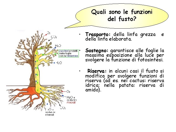 Quali sono le funzioni del fusto? • Trasporto: della linfa grezza della linfa elaborata.