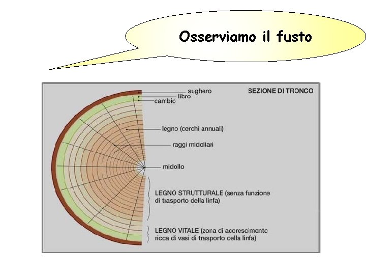 Osserviamo il fusto 