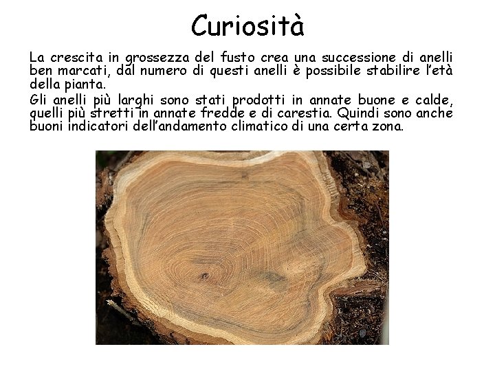 Curiosità La crescita in grossezza del fusto crea una successione di anelli ben marcati,