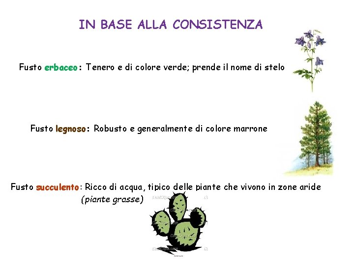 IN BASE ALLA CONSISTENZA Fusto erbaceo: Tenero e di colore verde; prende il nome