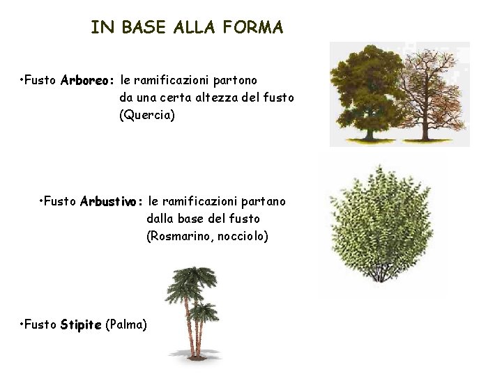 IN BASE ALLA FORMA • Fusto Arboreo: le ramificazioni partono da una certa altezza