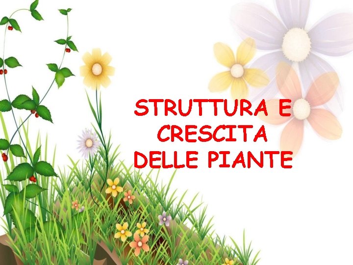 STRUTTURA E CRESCITA DELLE PIANTE 