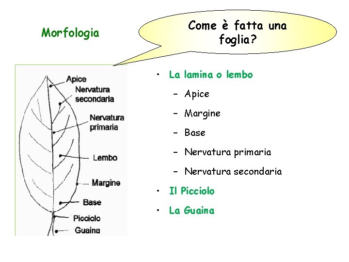 Morfologia Come è fatta una foglia? • La lamina o lembo – Apice –