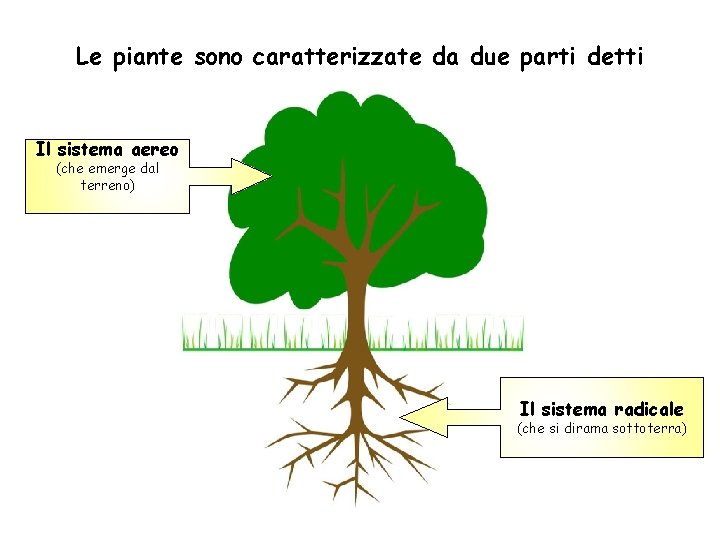 Le piante sono caratterizzate da due parti detti sistemi: Il sistema aereo (che emerge