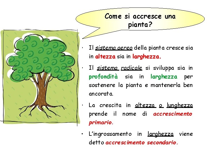 Come si accresce una pianta? • Il sistema aereo della pianta cresce sia in